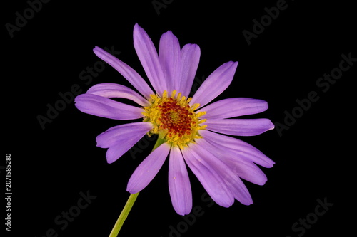 Fotografie Swan River Daisy (Brachyscome iberidifolia)