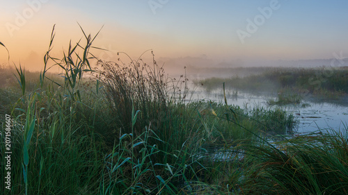 Canvas Print A misty sunrise over a peaceful marshland, where tall green reeds and wild grass