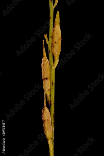 Canvastavla Rocket (Eruca sativa). Mature Infructescence Detail Closeup