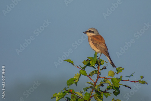 Φωτογραφία red-backed shrike perched on a thin branch