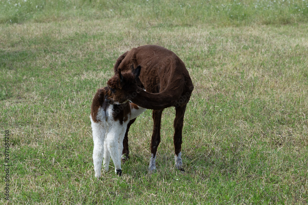Fototapeta premium alpaka tier natur lama familie