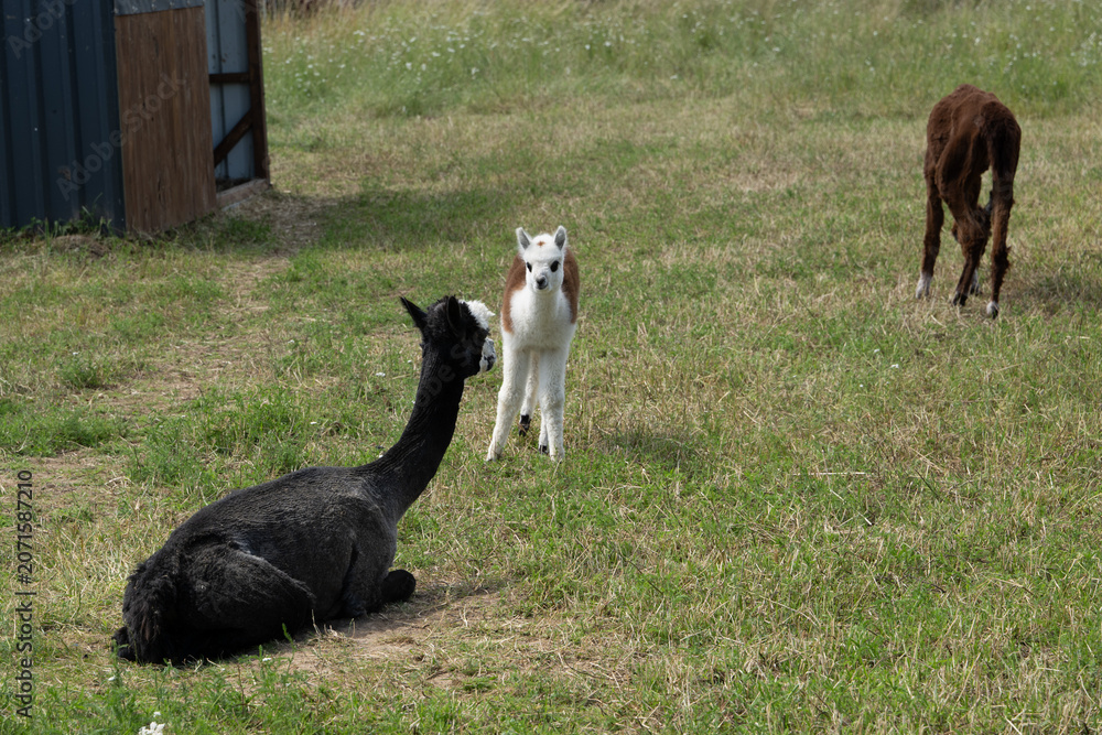 Fototapeta premium alpaka tier natur lama familie
