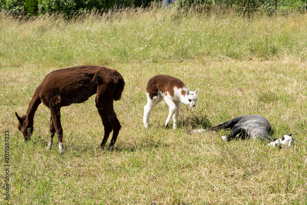 Fototapeta premium alpaka tier natur lama familie