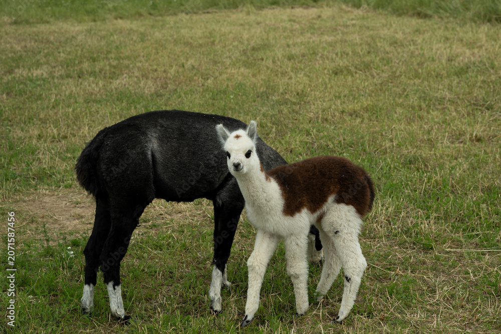 Fototapeta premium alpaka tier natur lama familie