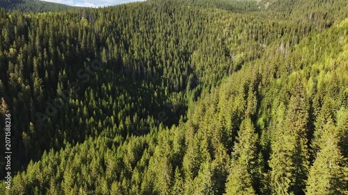 Aerial view green mountain landscape. Rolling hills covered in dense pine forests and trees stretch into the distance. Contrasting shades of green and distant peaks create a serene, picturesque view