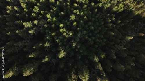 An aerial shot of a dense, vibrant pine forest with a rich green texture.