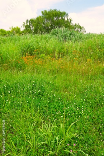 初夏の梅雨の晴れ間のシロツメクサとハルシャギク咲く江戸川河川敷風景