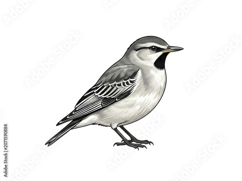 White Wagtail Bird Isolated Transparent Background