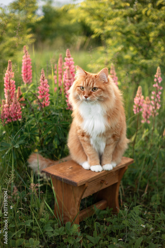 
A photo of a fluffy ginger cat next to a bush of blooming lupins.