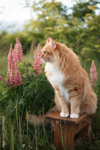 
A photo of a fluffy ginger cat next to a bush of blooming lupins.