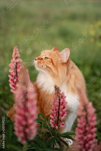 
A photo of a fluffy ginger cat next to a bush of blooming lupins.