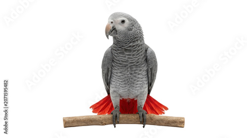 African Grey Parrot Perched on Wooden Branch.