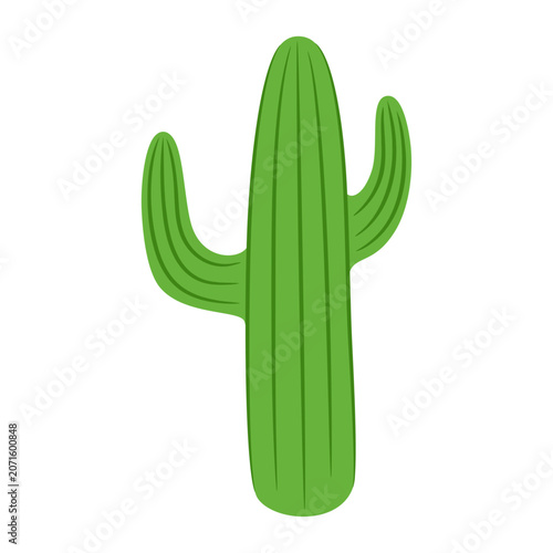 Photos Green saguaro cactus with ribbed stem