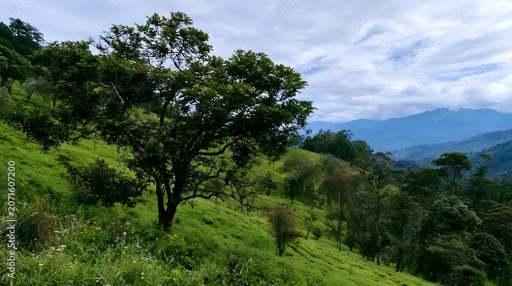 Fototapeta premium A serene and picturesque hillside landscape echoing with natural beauty and birdsong
