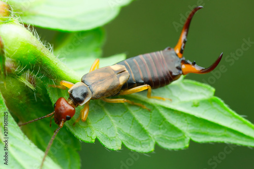 Close-up of an earwig crawling under a stinging nettle leaf and presenting its impressive forceps | Dermaptera