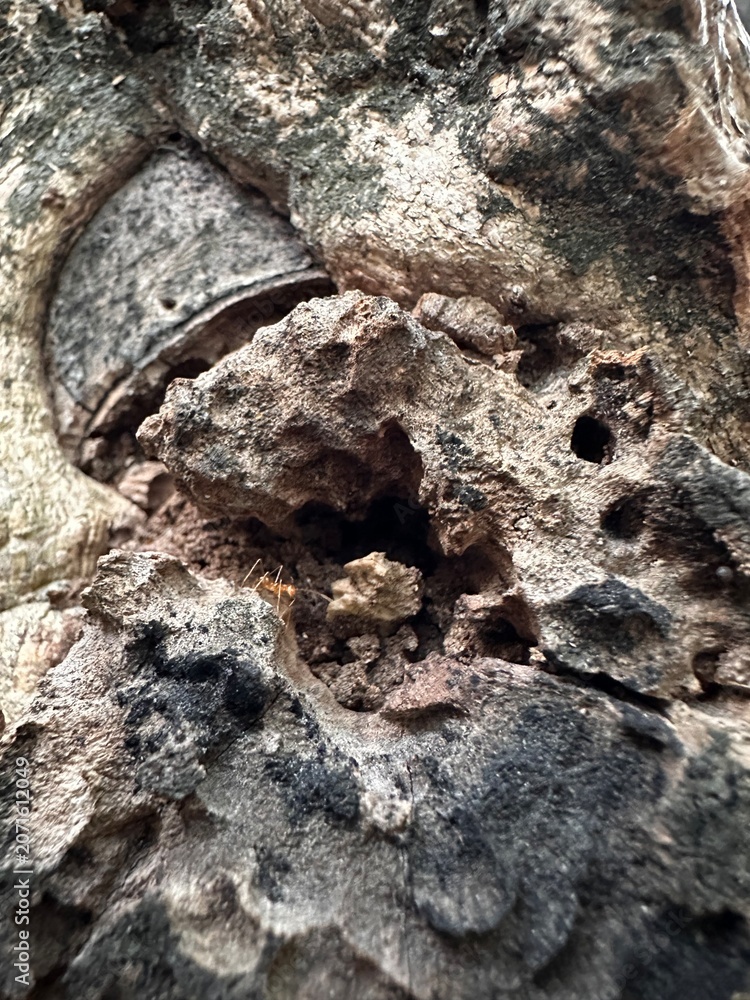 Obraz premium cracked and moss-covered frangipani bark