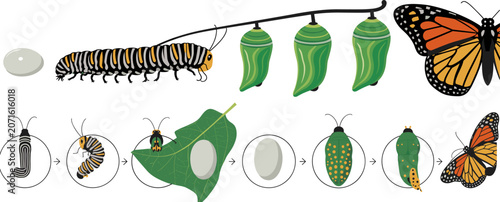 Bild auf Leinwand Monarch Butterfly Life Cycle: An illustrative depiction of the complete metamorphosis of a monarch butterfly, from egg to larva, pupa, and finally to the winged adult, showcasing nature's wonder
