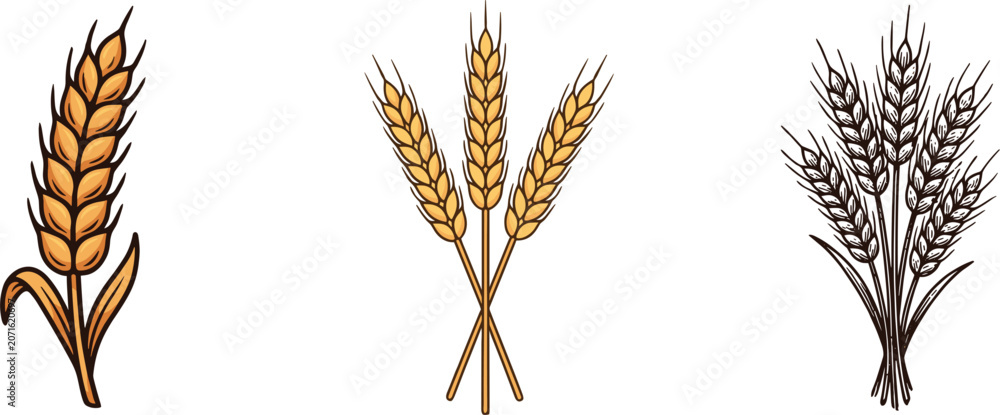 Fototapeta premium Golden wheat ears and barley stalks vector element set featuring single spikelet crossed sheaves and vintage retro dark bundle for bakery bread flour agricultural logo designs