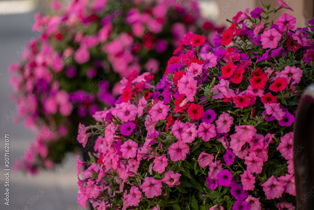 Obraz premium Lush blooming petunia flower arrangements used as elegant urban sidewalk landscaping and exterior decoration for a local business shop entrance