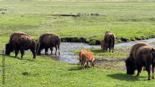 Bison Herd in Lamar Valley, Yellowstone