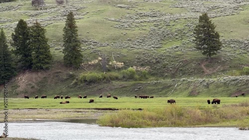 Bison Herd in Lamar Valley, Yellowstone