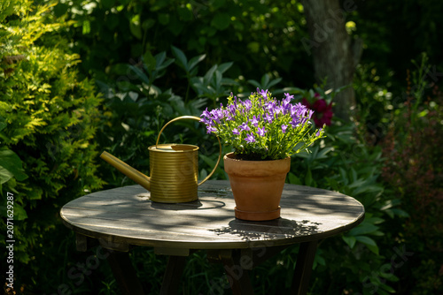 Gardening, plants care, backyard garden maintenance. Potted purple bellflowers and watering can on wooden table in summer garden. 