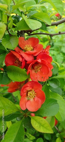 Blooming Japanese quince in the garden