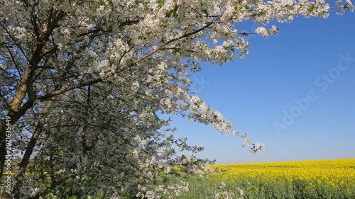 blooming cherry tree in spring. Cherry blossoms against the background of blue sky and yellow field. Landscape of Ukraine 4K