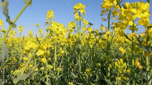 field of yellow flowers. yellow rapeseed field. blooming rapeseed field at sunrise. Ukraine landscape 4K