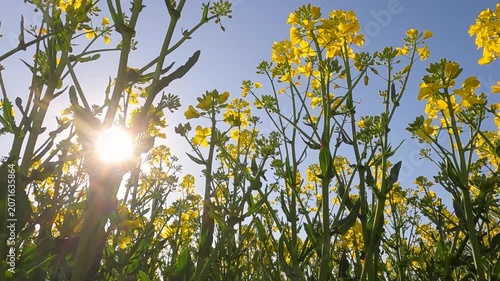 field of yellow flowers. yellow rapeseed field. blooming rapeseed field at sunrise. Ukraine landscape 4K