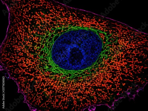 Mitochondria Inside Human Cell Fluorescence Microscopy — Cellular Energy Biology Research