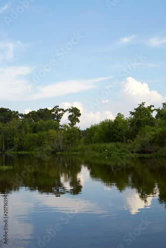 Serene Bayou Swamp and Tree Reflection near New Orleans Louisiana