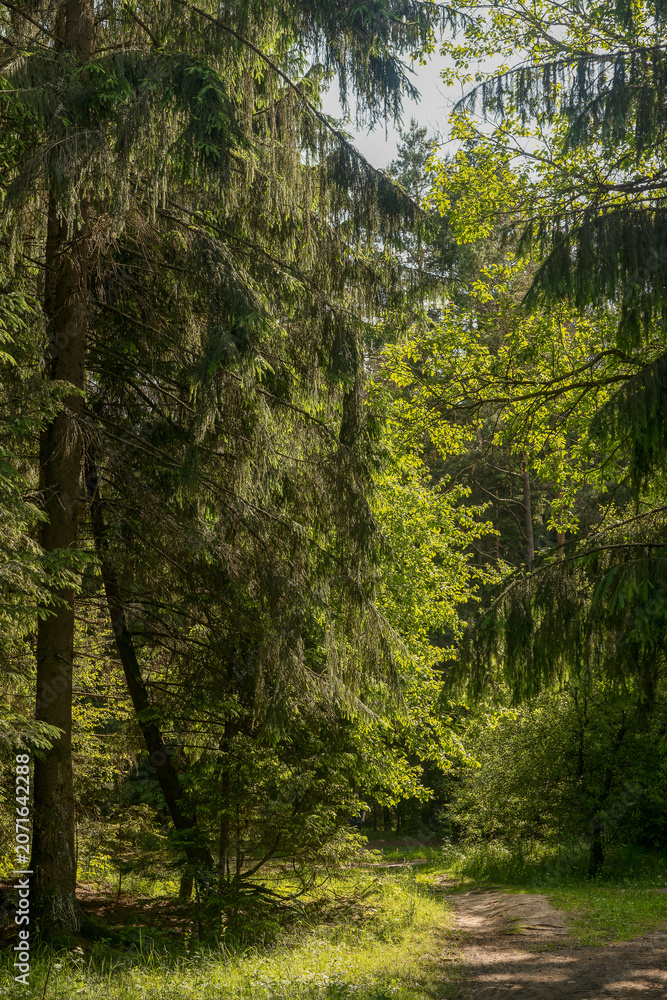 Naklejka premium Sunlit forest path under dense evergreen branches. Bright green foliage frames a woodland trail in soft summer light. Calm nature background for hiking and outdoor travel..
