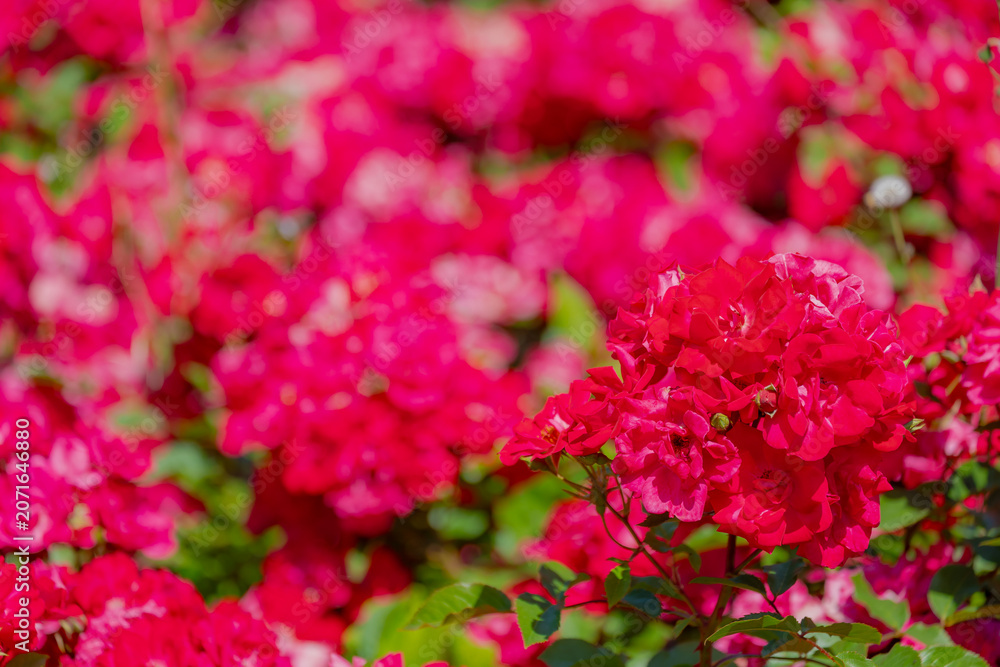 Fototapeta premium Selective focus of purple red Rotilia shrub rose in the garden, A compact large flowering shrub with green leaves, The flowers are in clusters and have a pleasant fragrance, Natural floral background