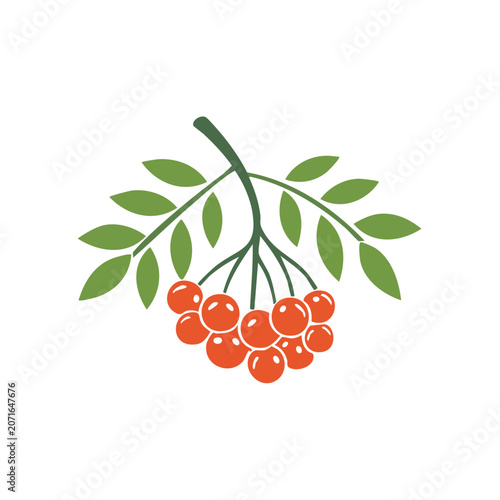 Rowan berries with leaves vector illustration