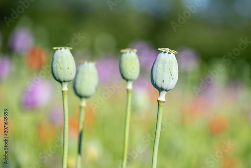 Bright field filled with poppy plants. Green seed pods are visible as they grow tall during a sunny day. Flowers bloom in the background, showing various colors in the field.