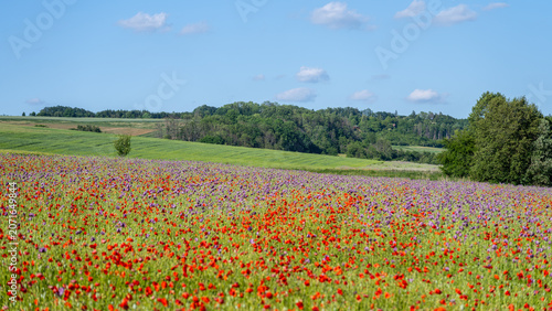 A field full of red poppies stretches wide under a blue sky with fluffy clouds. Green hills are in the background. It is a sunny day with clear weather.