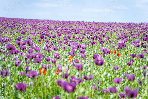 A large field filled with many poppy flowers in different colors. The scene shows the flowers stretching across the land. It is a sunny day with a clear sky above.