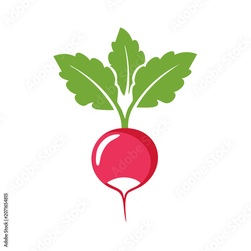 Flat illustration of a radish with green leaves