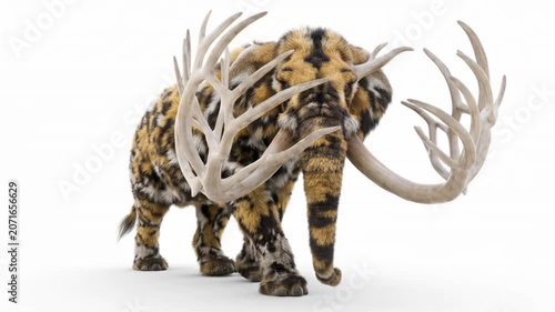 Elephant with branched ivory tusks