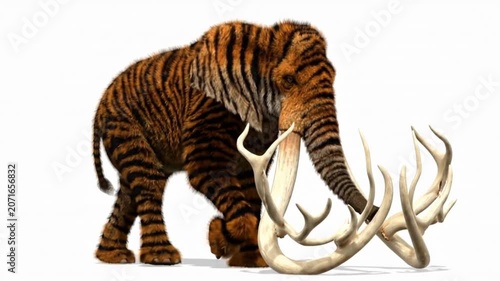 Elephant with branched ivory tusks