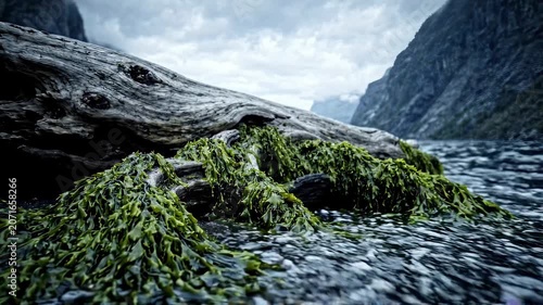 Amidst a breathtaking shoreline, a rugged driftwood log lies half-submerged in gentle waves, adorned by vibrant green seaweed. Majestic mountains loom in the grey distance under moody skies.