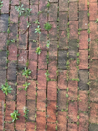 Texture: red bricks, foundation with new green grasses coming through 