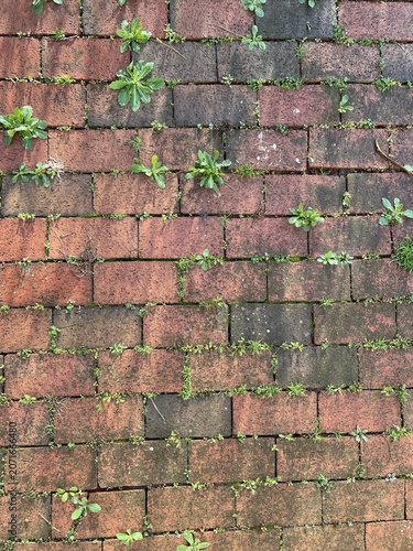 Texture: red bricks, foundation with new green grasses coming through 