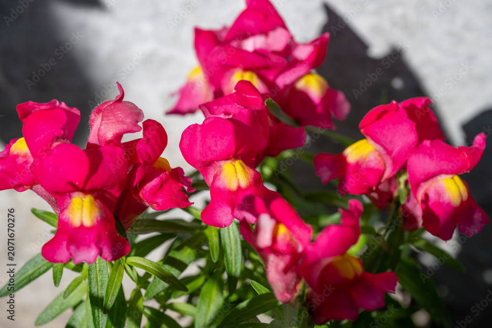 Fototapeta premium a cluster of vibrant pink and yellow snapdragon flowers in full bloom with green foliage