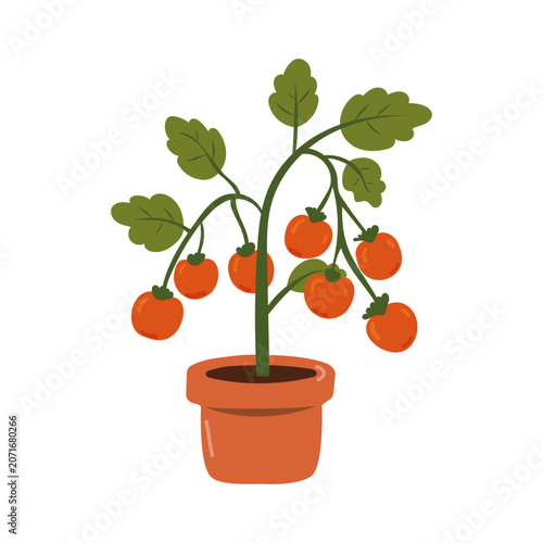 Potted Tomato Plant with Ripe Tomatoes for Home Gardening