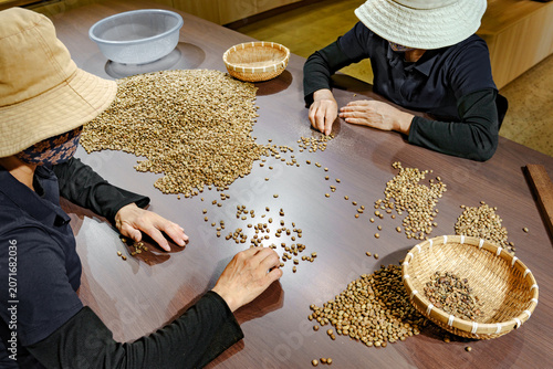 Hands sorting raw coffee beans by hand in Buon Ma Thuot, Vietnam. Traditional agricultural coffee production process concept.