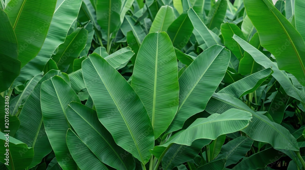 Fototapeta premium Banana Leaf Background of Lush Green Foliage in a Jungle