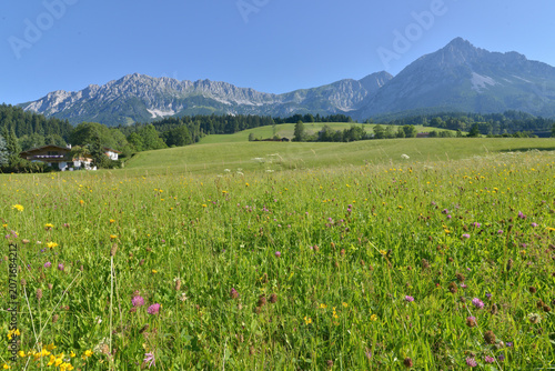 Bergwiese