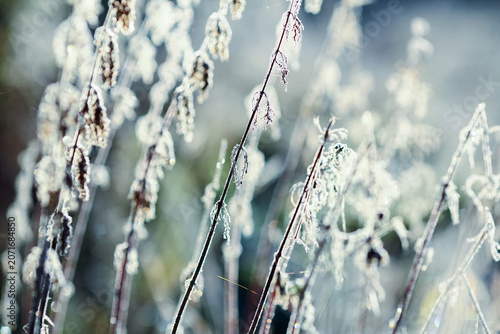 Frost on the leaves and plants